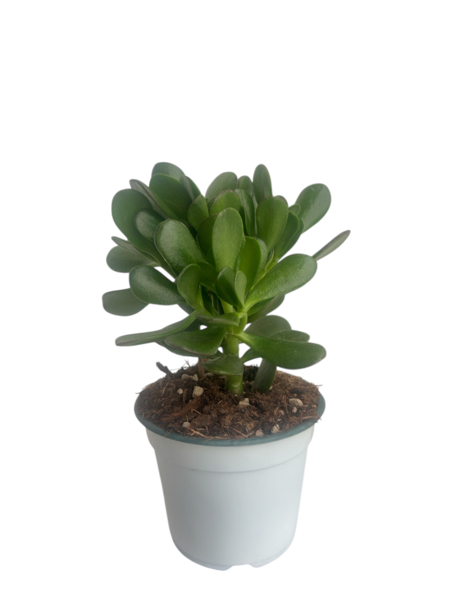 Παχύφυτο Crassula ovata Φ14εκ.