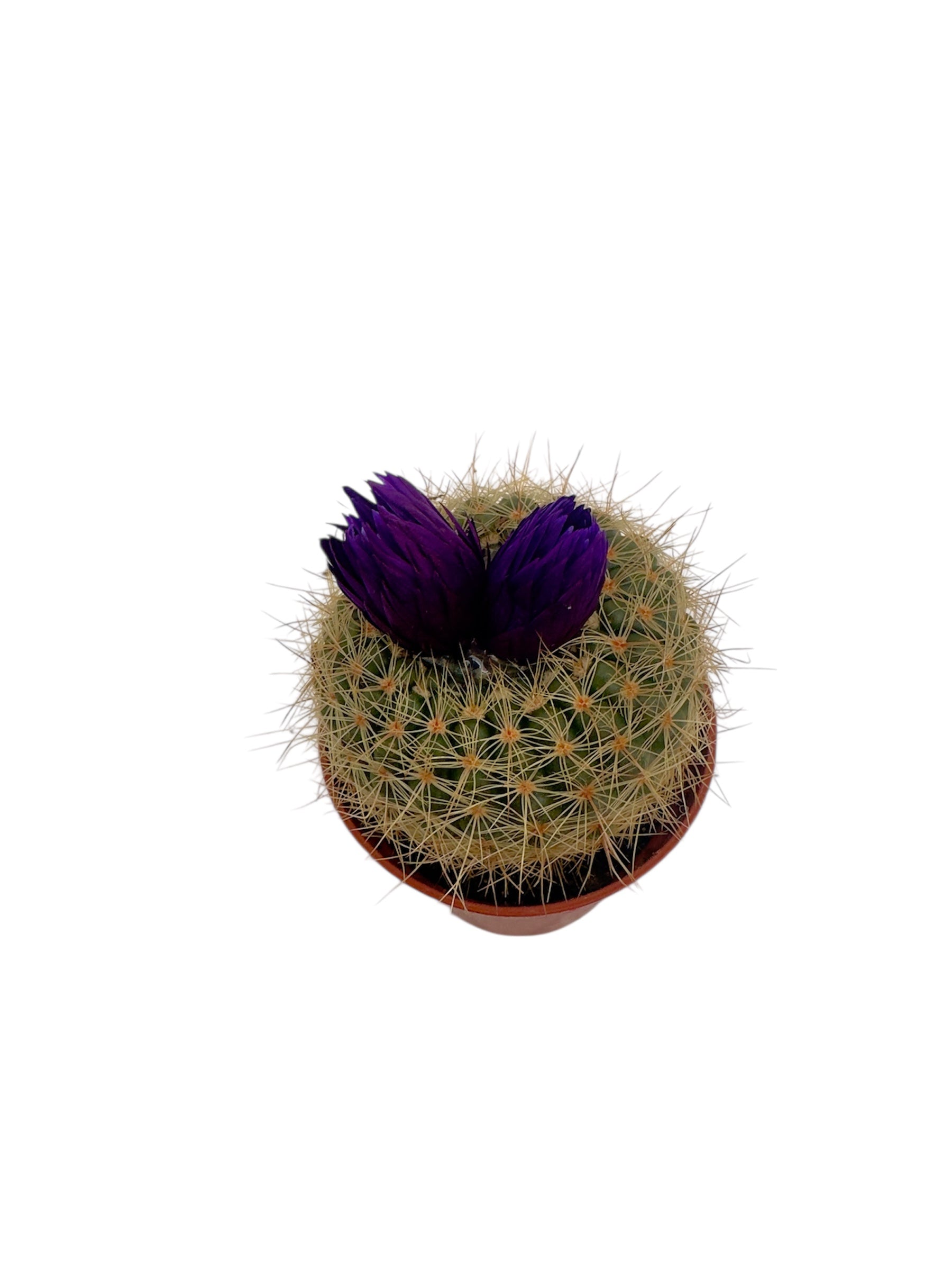 Κάκτος Φ5.5εκ. με μωβ τεχνητό άνθος