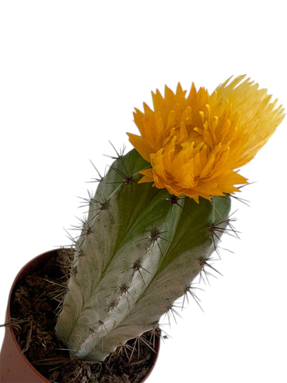 Κάκτος Φ5.5εκ. με κίτρινο τεχνητό άνθος