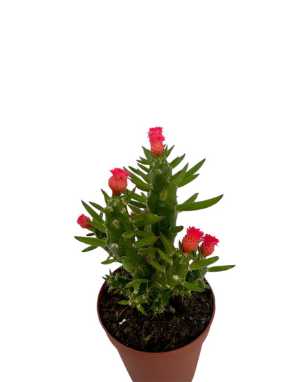 Κάκτος Φ5.5εκ. με ροζ τεχνητό άνθος