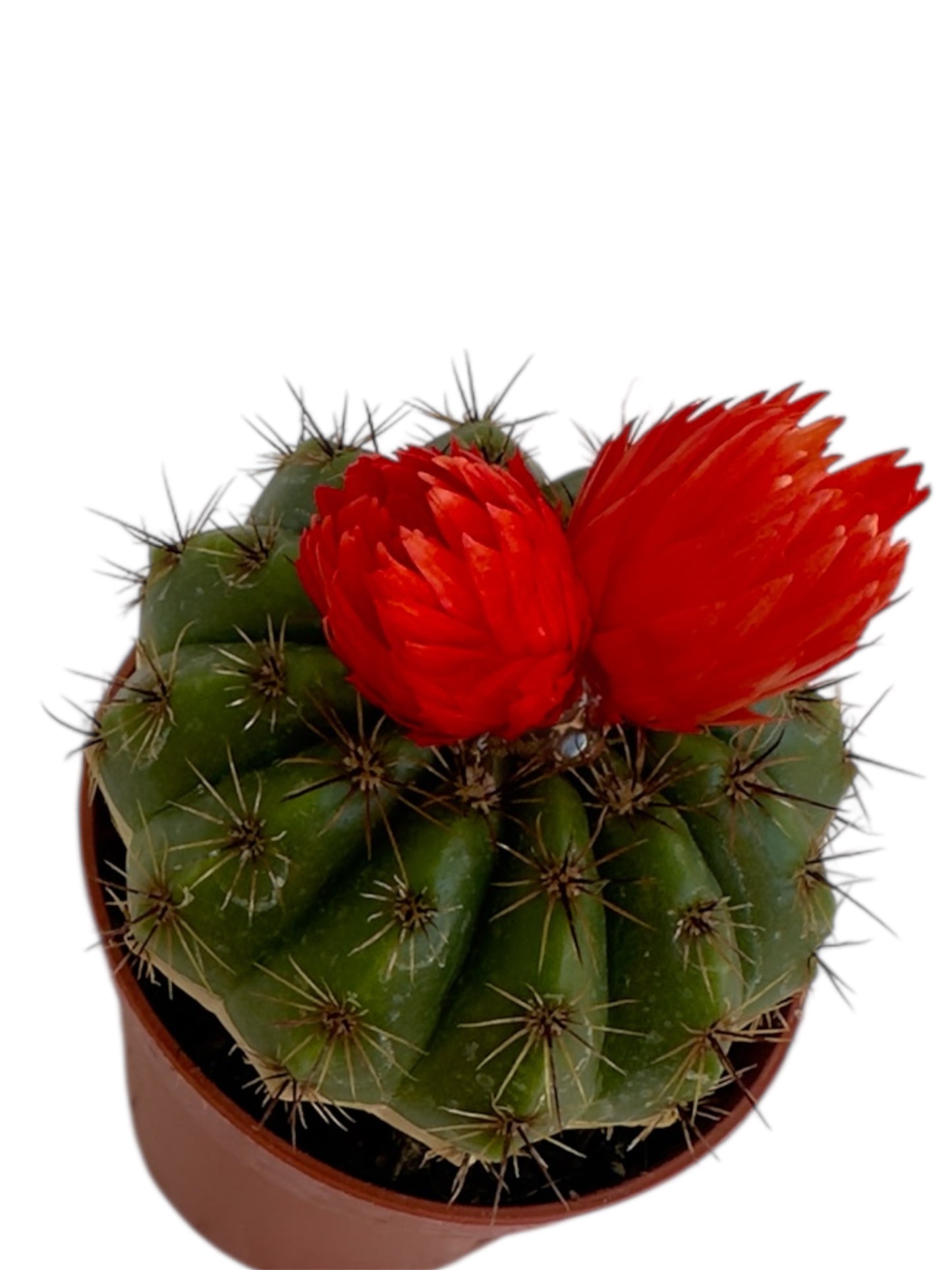 Κάκτος Φ5.5εκ. με πορτοκαλί τεχνητό άνθος