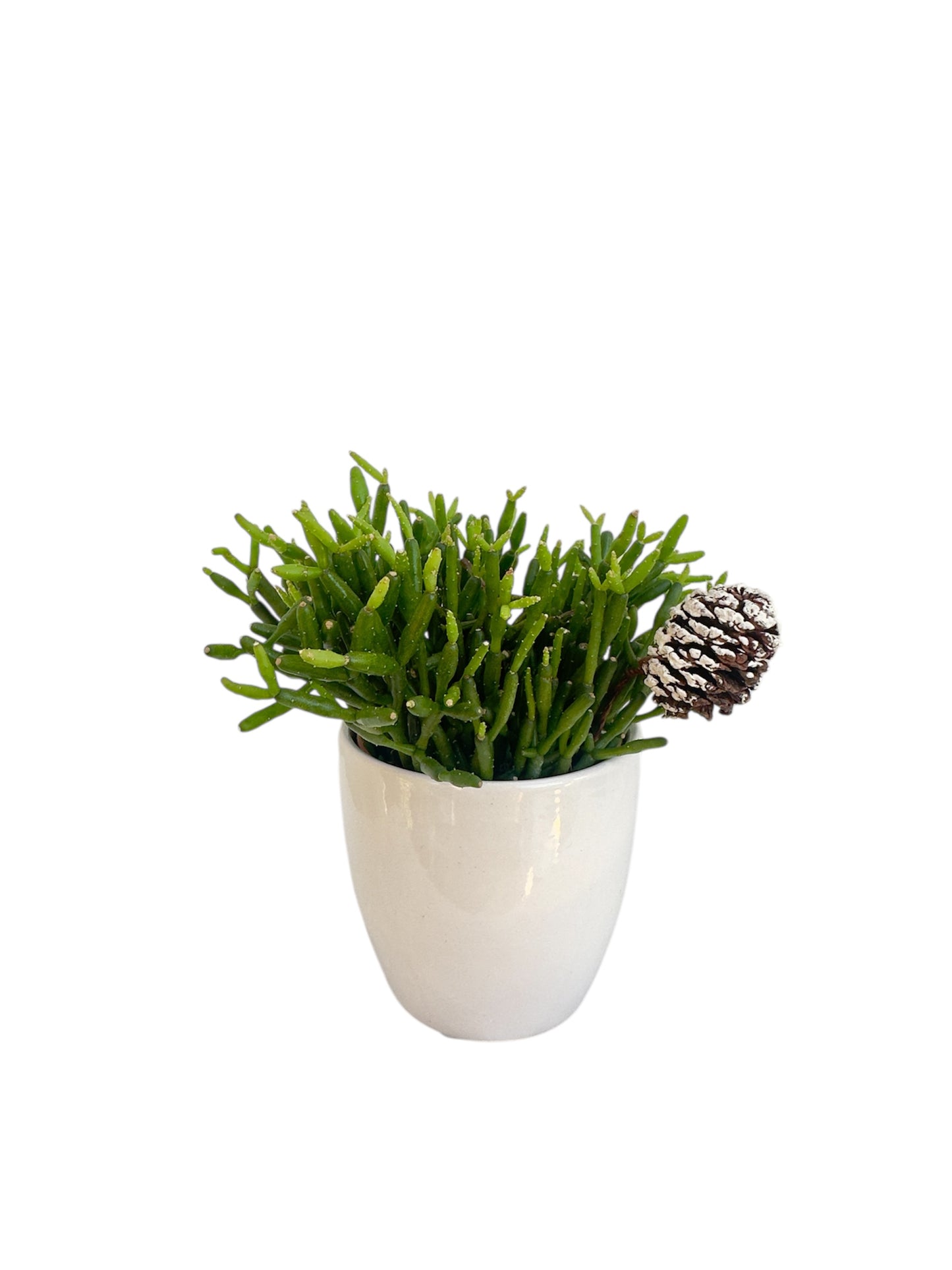 Κασπώ λευκό με Κάκτο Rhipsalis Hatiora Salicornioides Dancing Bones