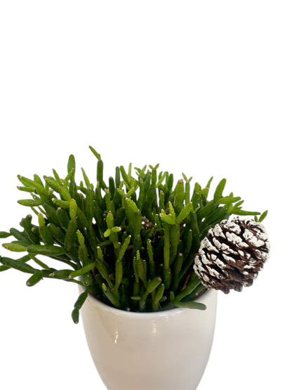 Κασπώ λευκό με Κάκτο Rhipsalis Hatiora Salicornioides Dancing Bones