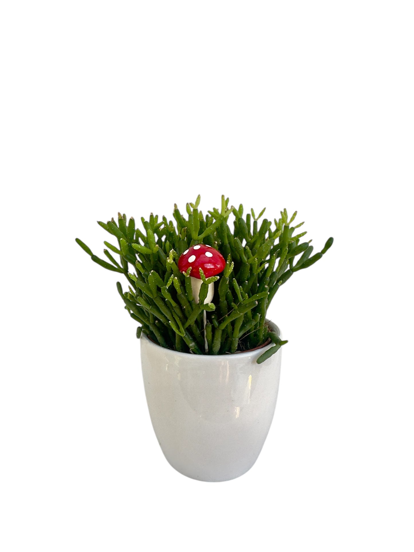 Κασπώ λευκό με Κάκτο Rhipsalis Hatiora Salicornioides Dancing Bones
