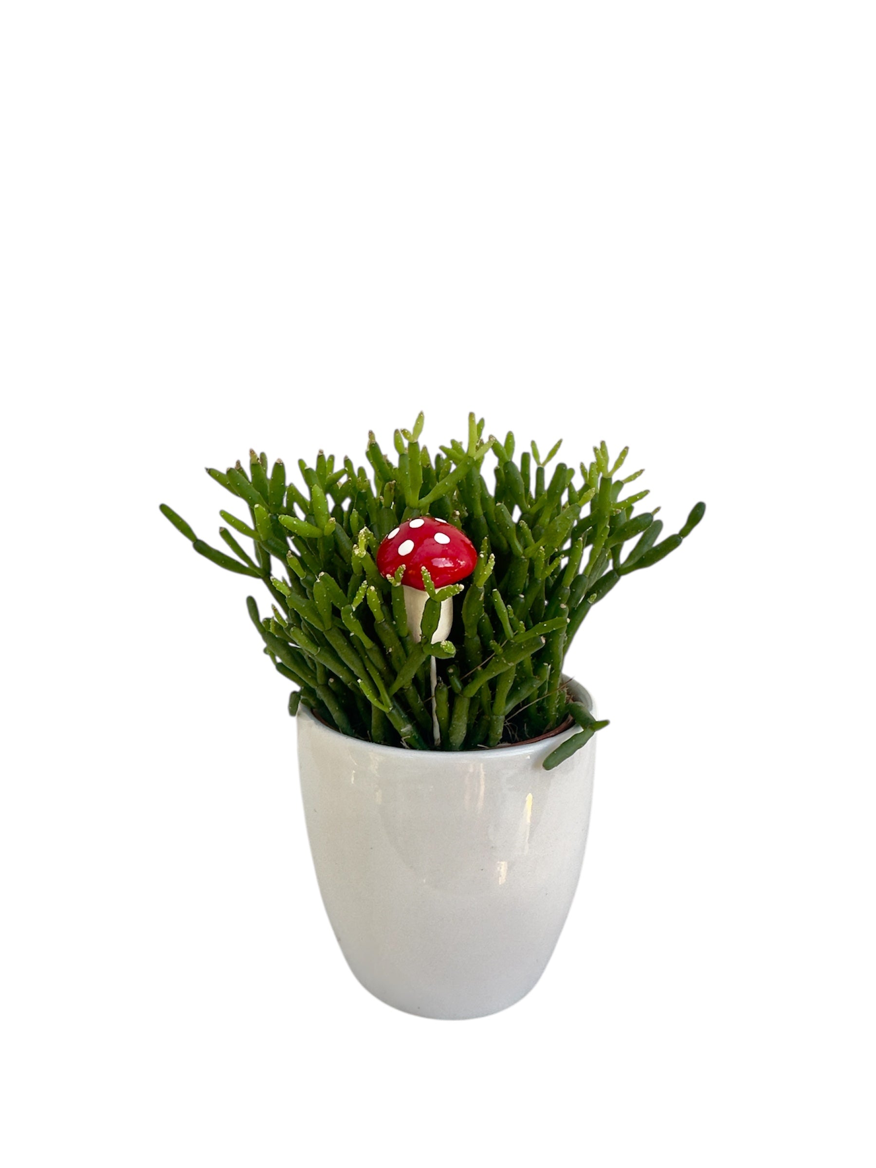 Κασπώ λευκό με Κάκτο Rhipsalis Hatiora Salicornioides Dancing Bones