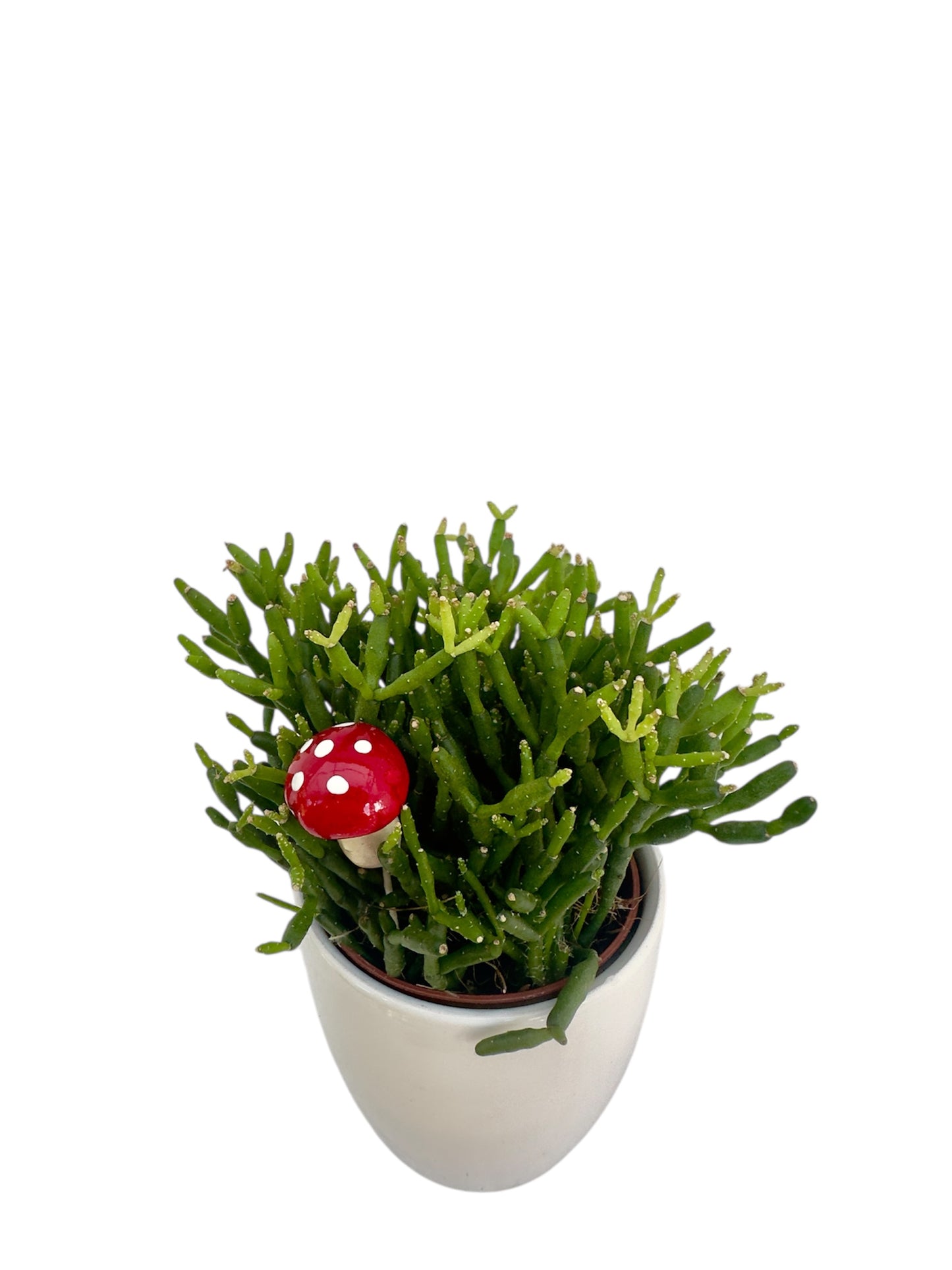 Κασπώ λευκό με Κάκτο Rhipsalis Hatiora Salicornioides Dancing Bones