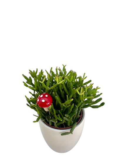 Κασπώ λευκό με Κάκτο Rhipsalis Hatiora Salicornioides Dancing Bones