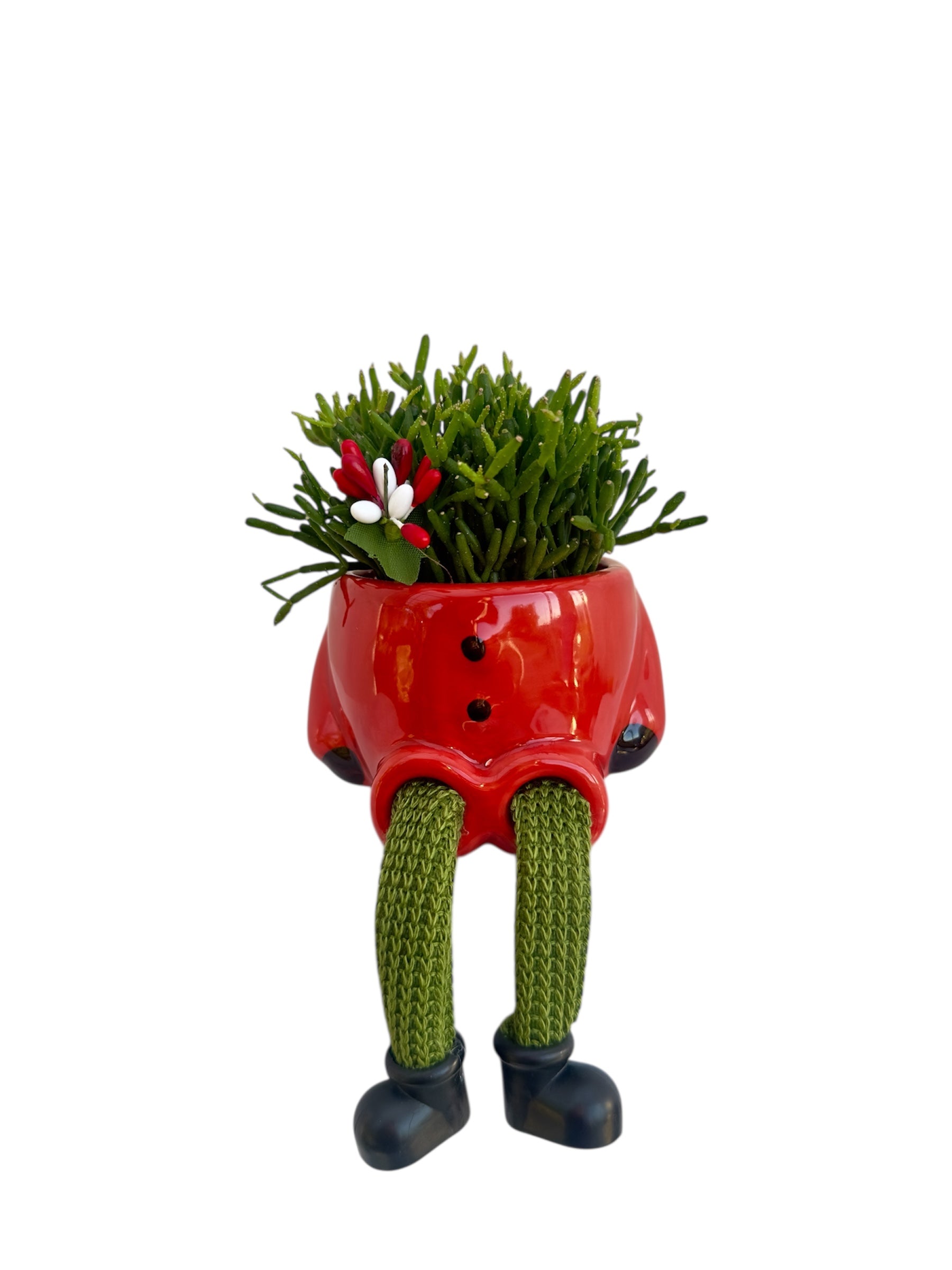 Κασπώ με Κάκτο Rhipsalis Hatiora Salicornioides Dancing Bones κόκκινο