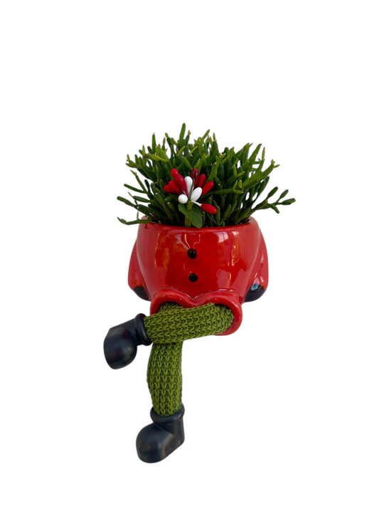Κασπώ με Κάκτο Rhipsalis Hatiora Salicornioides Dancing Bones κόκκινο