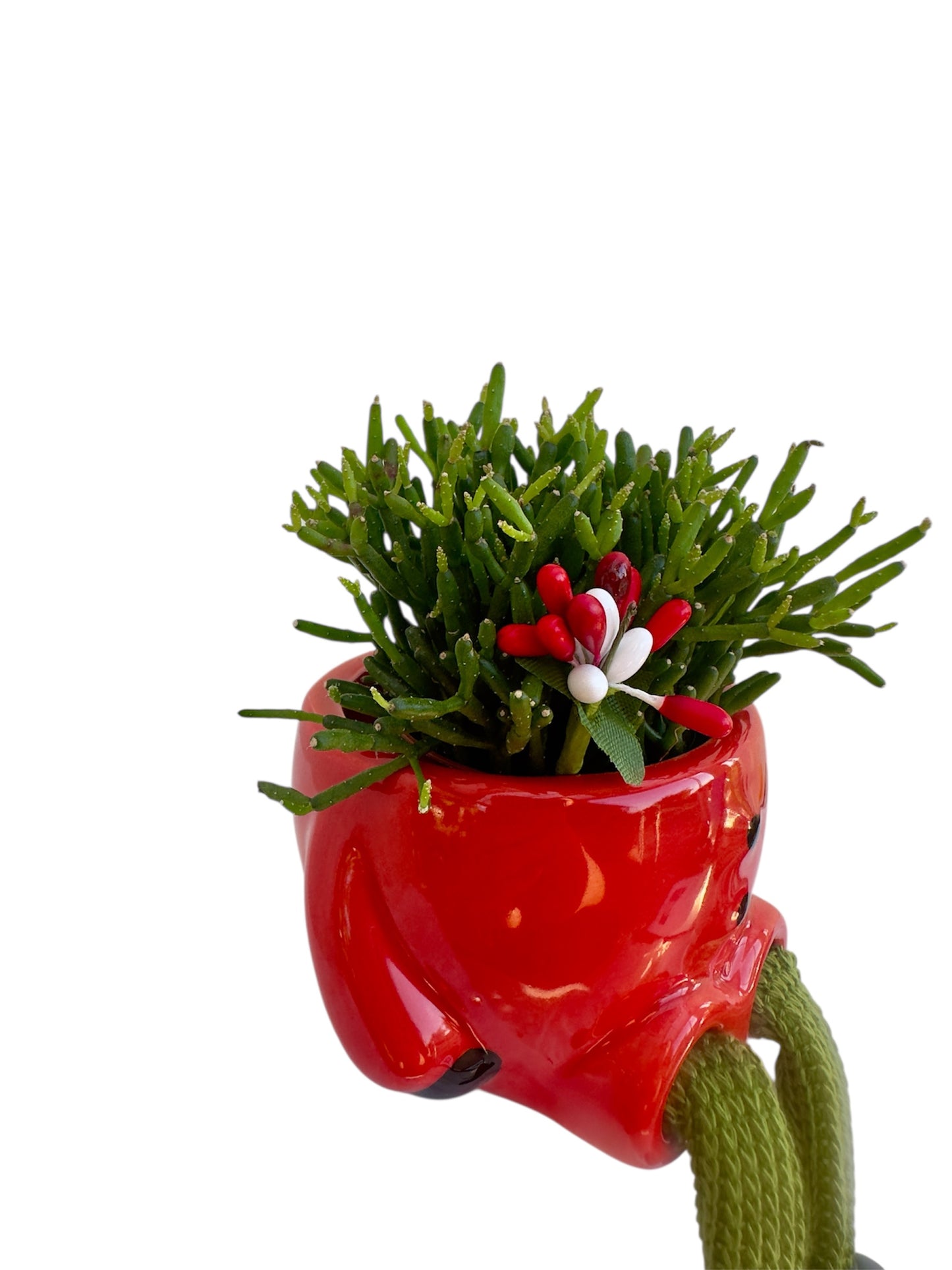 Κασπώ με Κάκτο Rhipsalis Hatiora Salicornioides Dancing Bones κόκκινο