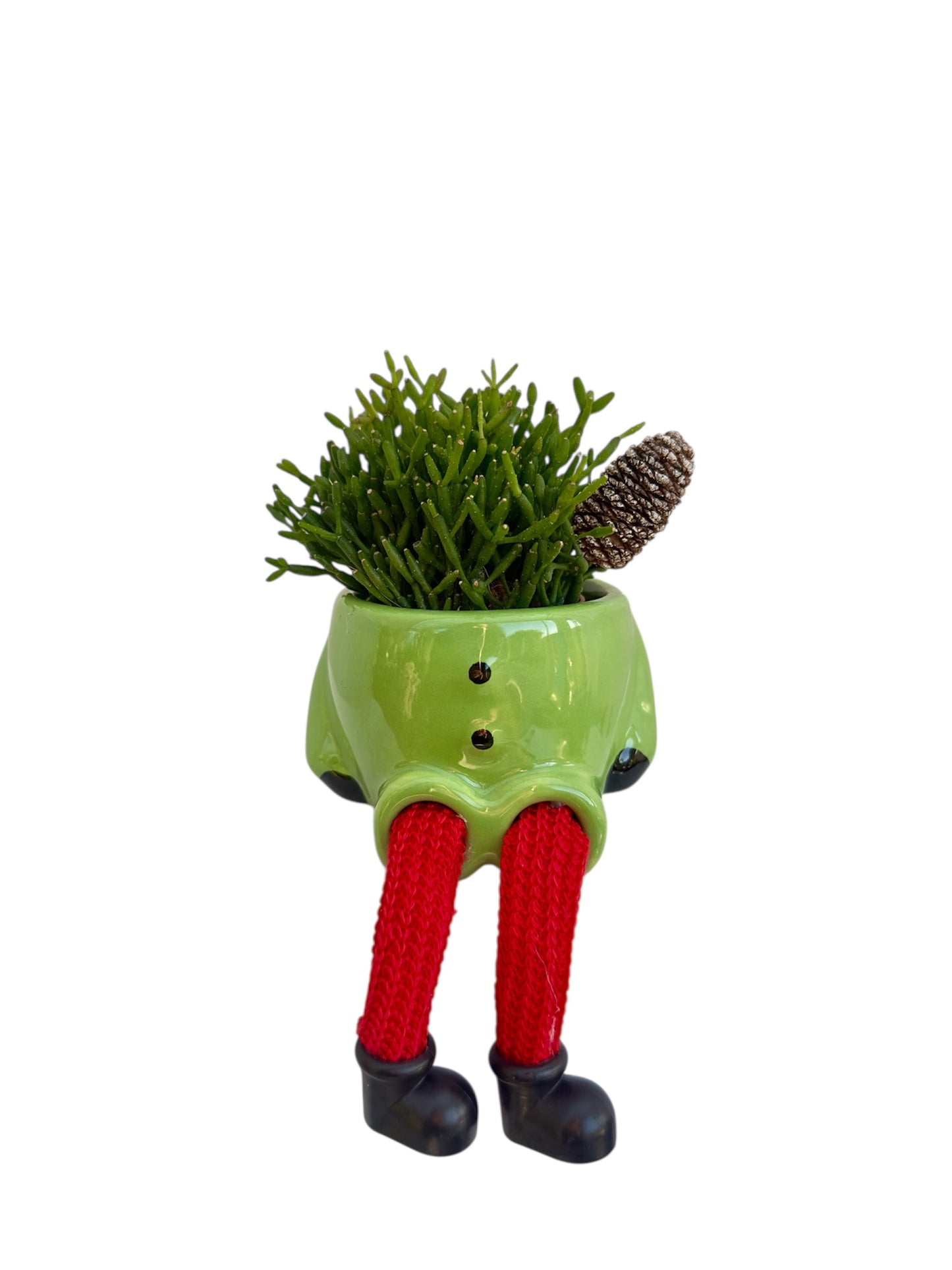 Κασπώ με Κάκτο Rhipsalis Hatiora Salicornioides Dancing Bones πράσινο