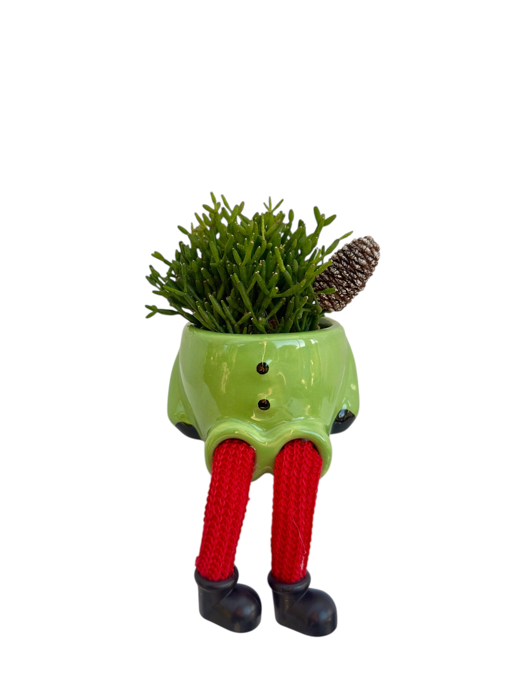 Κασπώ με Κάκτο Rhipsalis Hatiora Salicornioides Dancing Bones πράσινο
