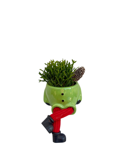 Κασπώ με Κάκτο Rhipsalis Hatiora Salicornioides Dancing Bones πράσινο