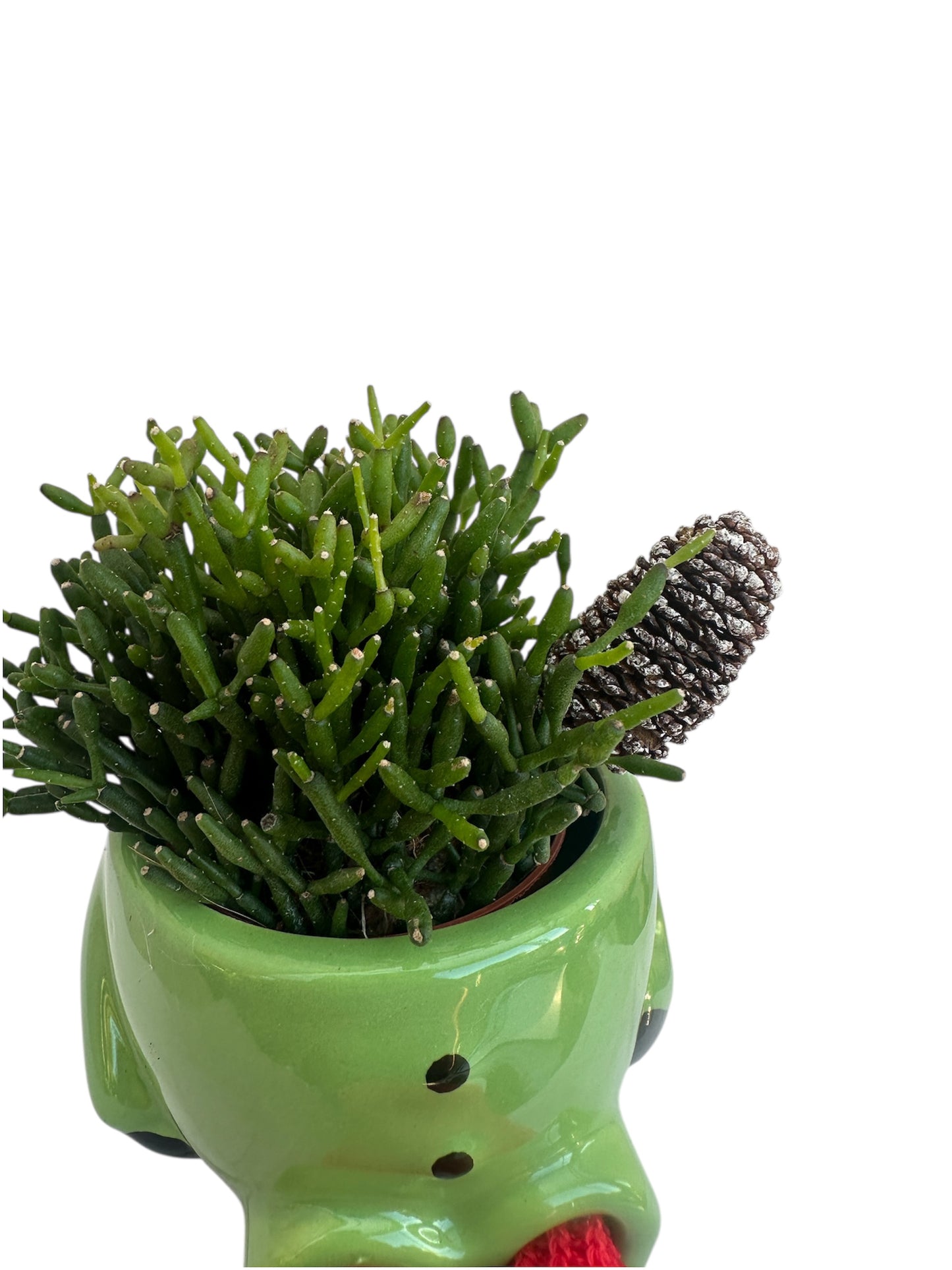 Κασπώ με Κάκτο Rhipsalis Hatiora Salicornioides Dancing Bones πράσινο