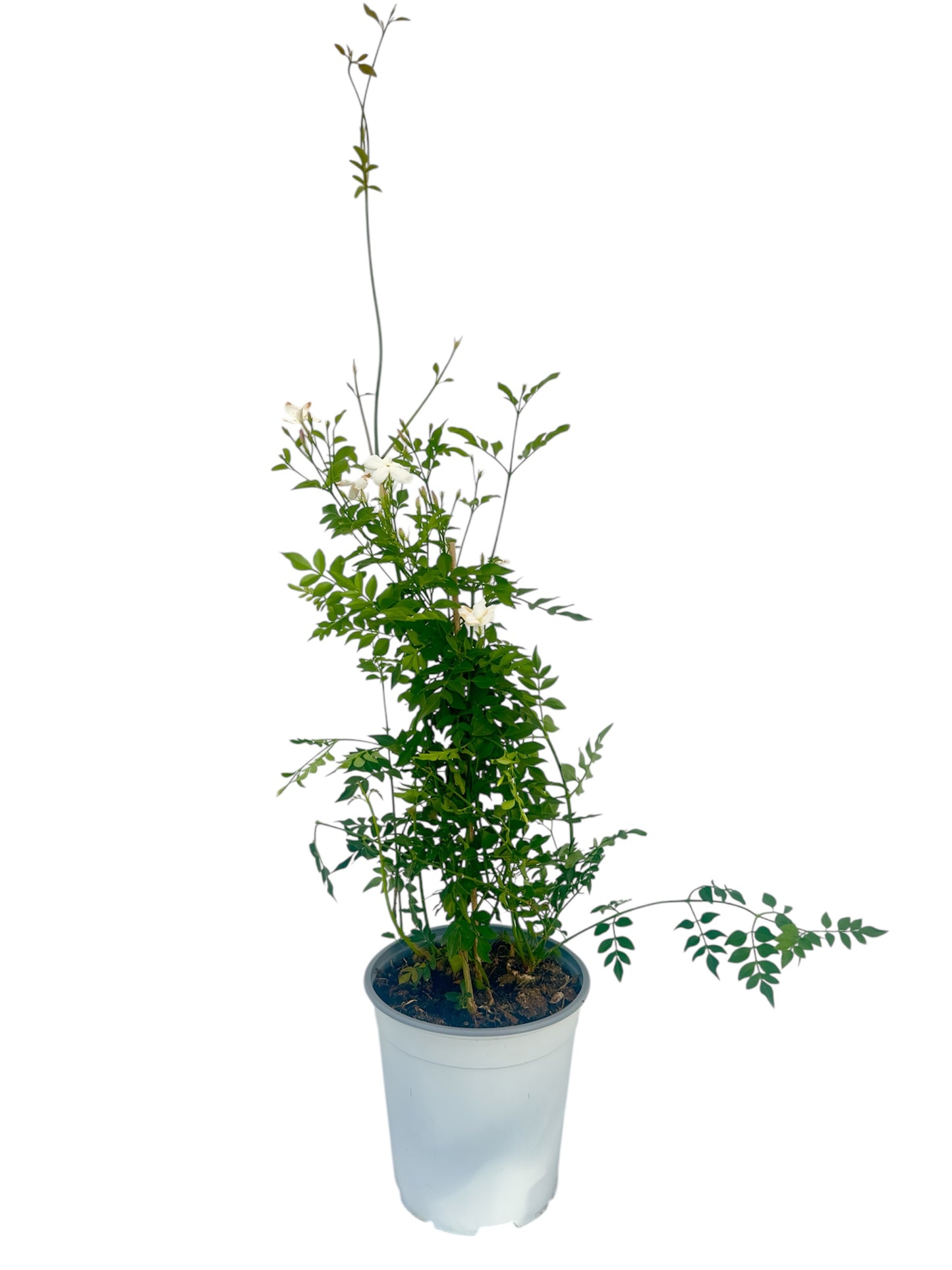 Γιασεμί Χιώτικο (Jasminum grandiflorum) Φ19εκ.