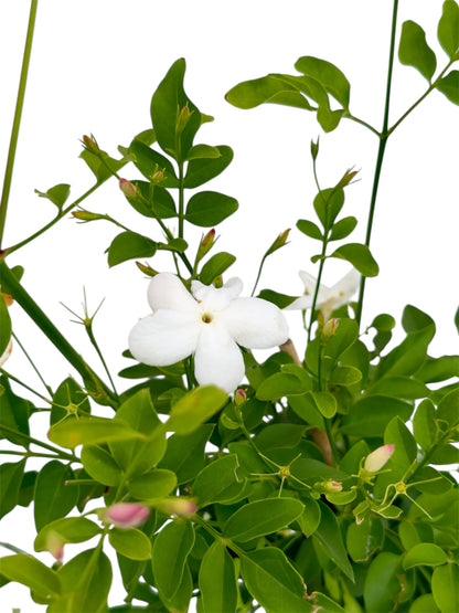 Γιασεμί Χιώτικο (Jasminum grandiflorum) Φ19εκ.