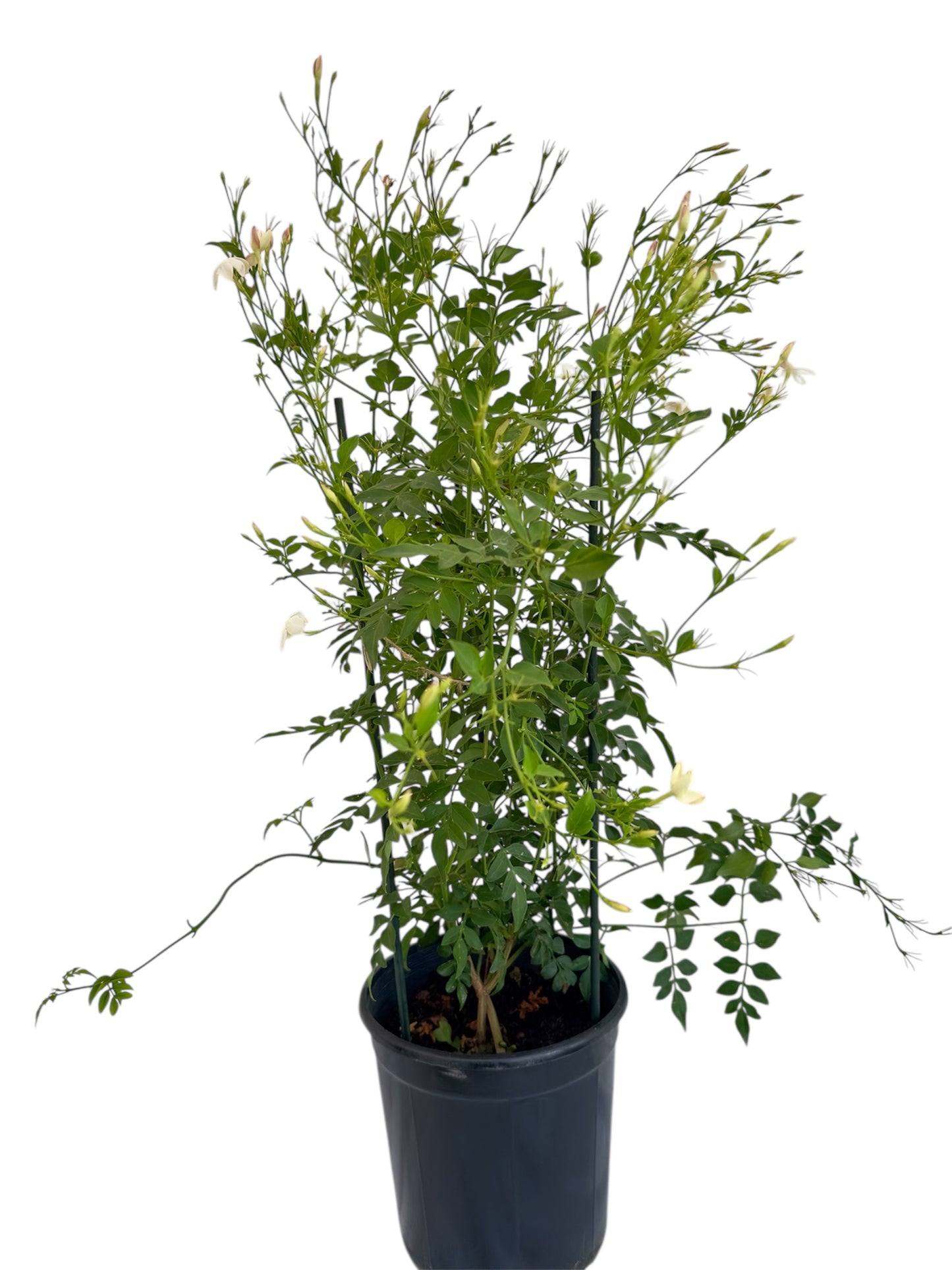 Γιασεμί Χιώτικο (Jasminum grandiflorum) Φ19εκ.