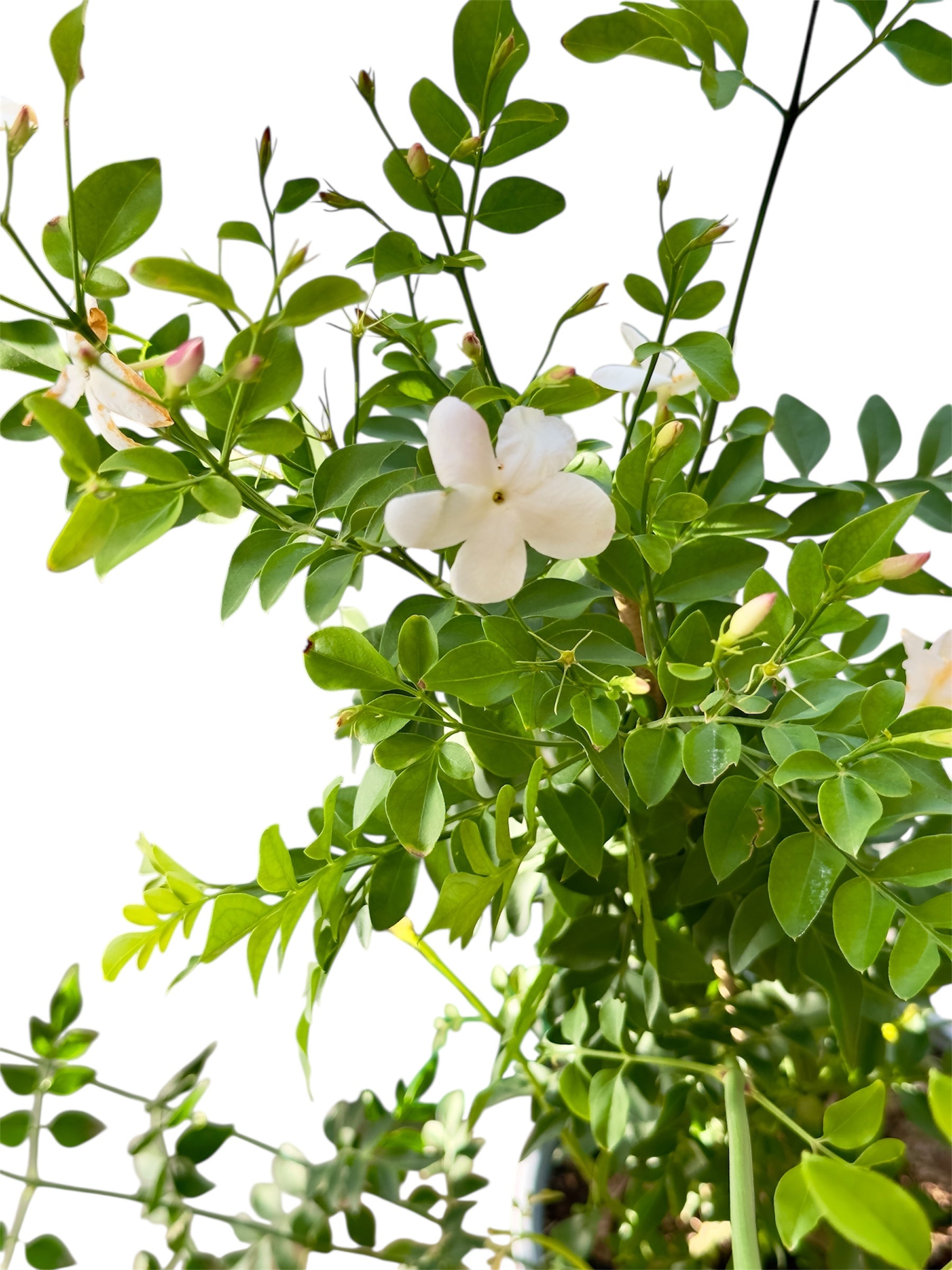 Γιασεμί Χιώτικο (Jasminum grandiflorum) Φ19εκ.