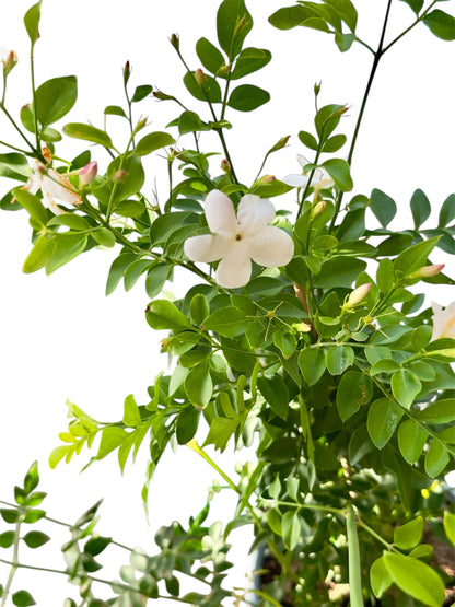 Γιασεμί Χιώτικο (Jasminum grandiflorum) Φ19εκ.