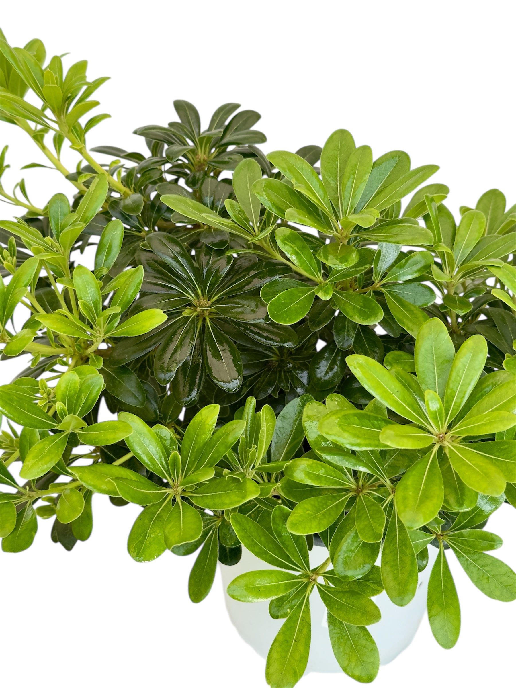 Αγγελική Νανά - pitosporum tobira Φ19εκ.