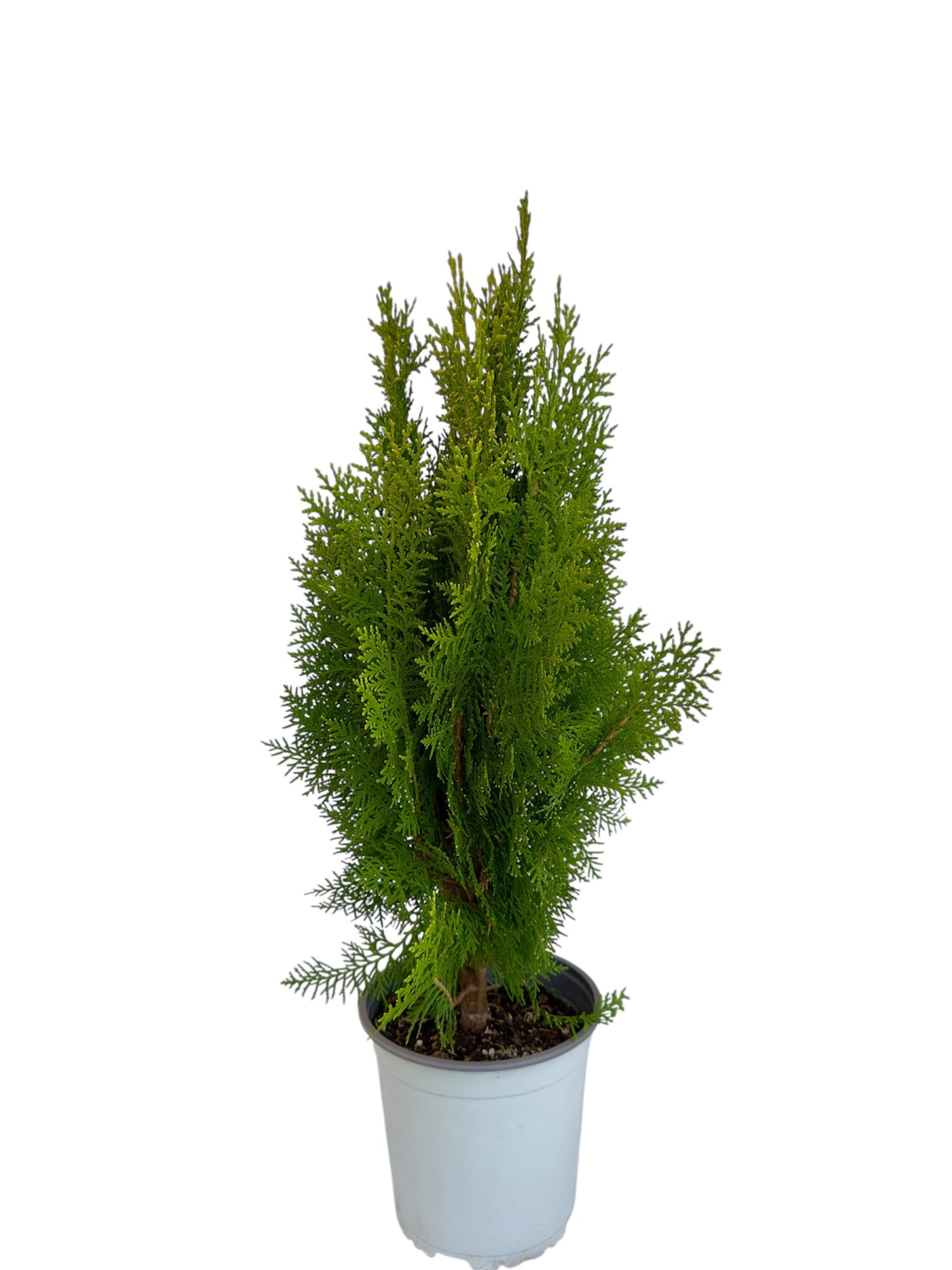 Τούγια emerald