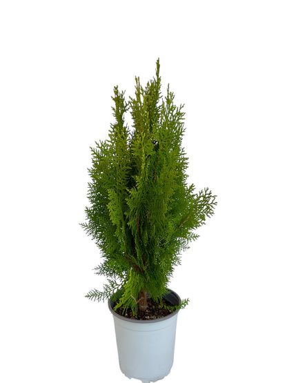 Τούγια emerald