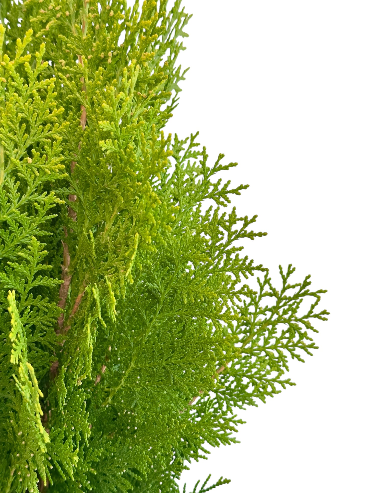 Τούγια emerald