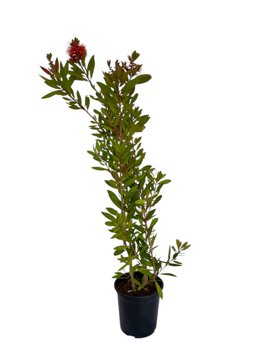 Καλλιστήμονας Φ 17εκ..