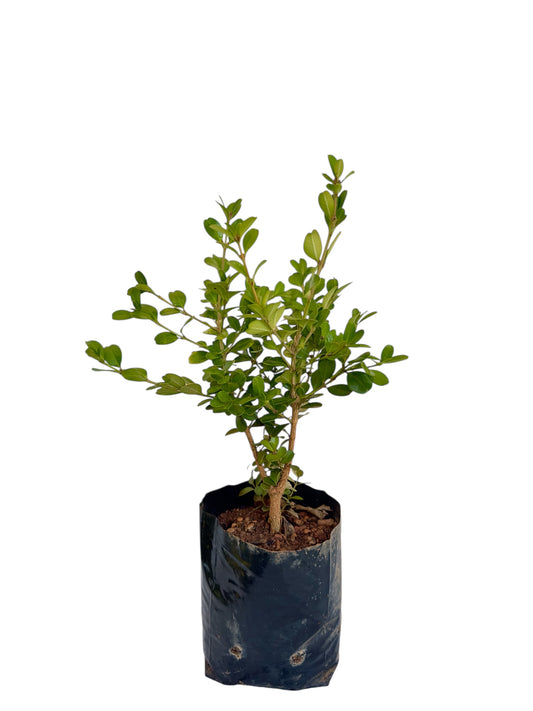 Πυξάρι σακουλάκι