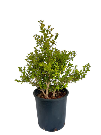 Πυξάρι Φ21εκ.