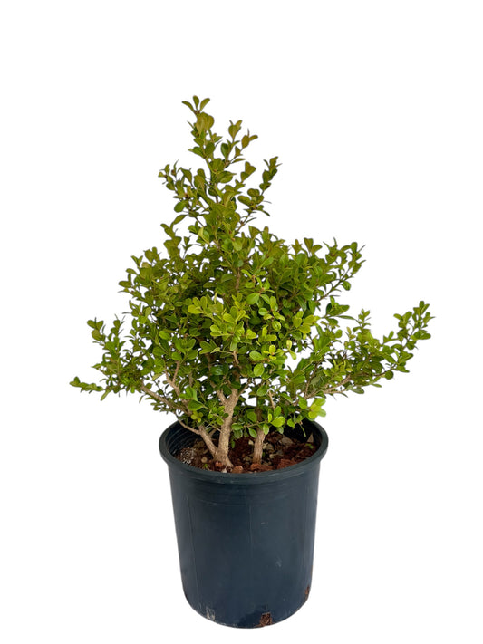 Πυξάρι Φ21εκ.