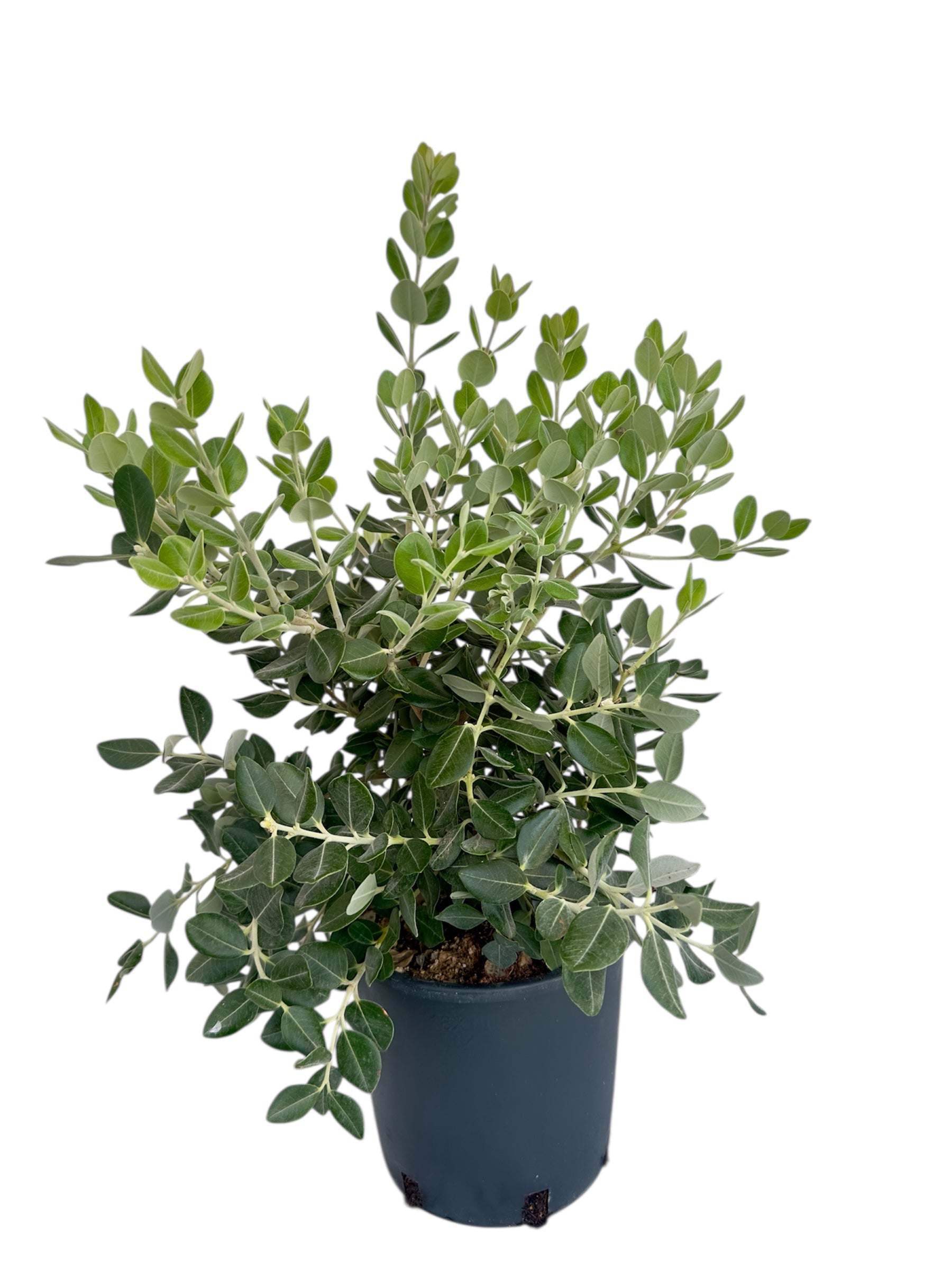 Μετροσιδηρος Φ18εκ.