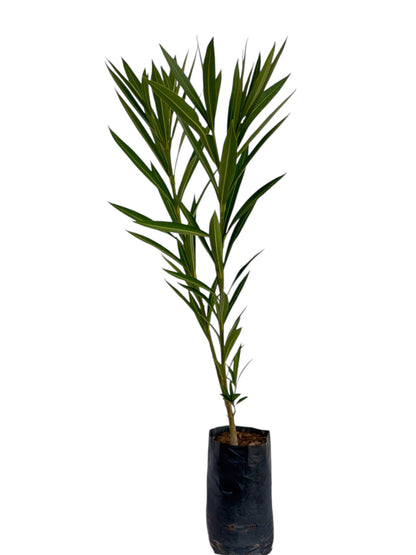 Πικροδάφνη (τυχαίο χρώμα) σακουλάκι