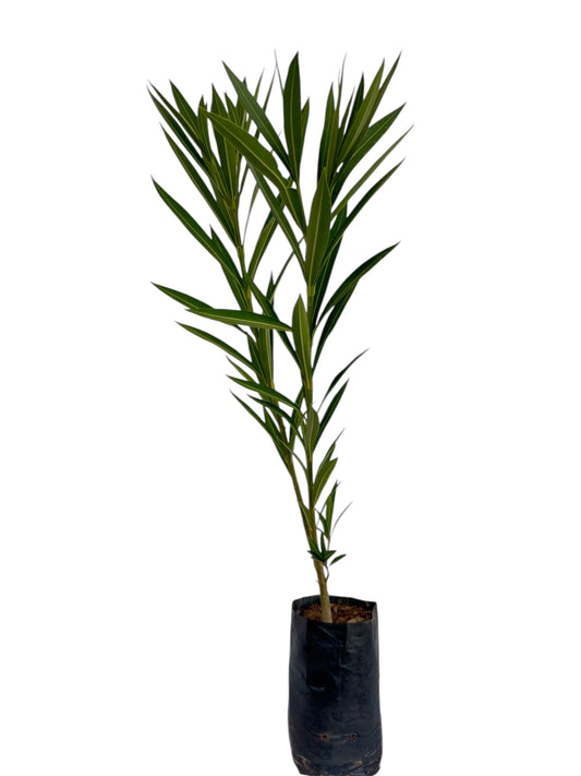 Πικροδάφνη λευκή σακουλάκι