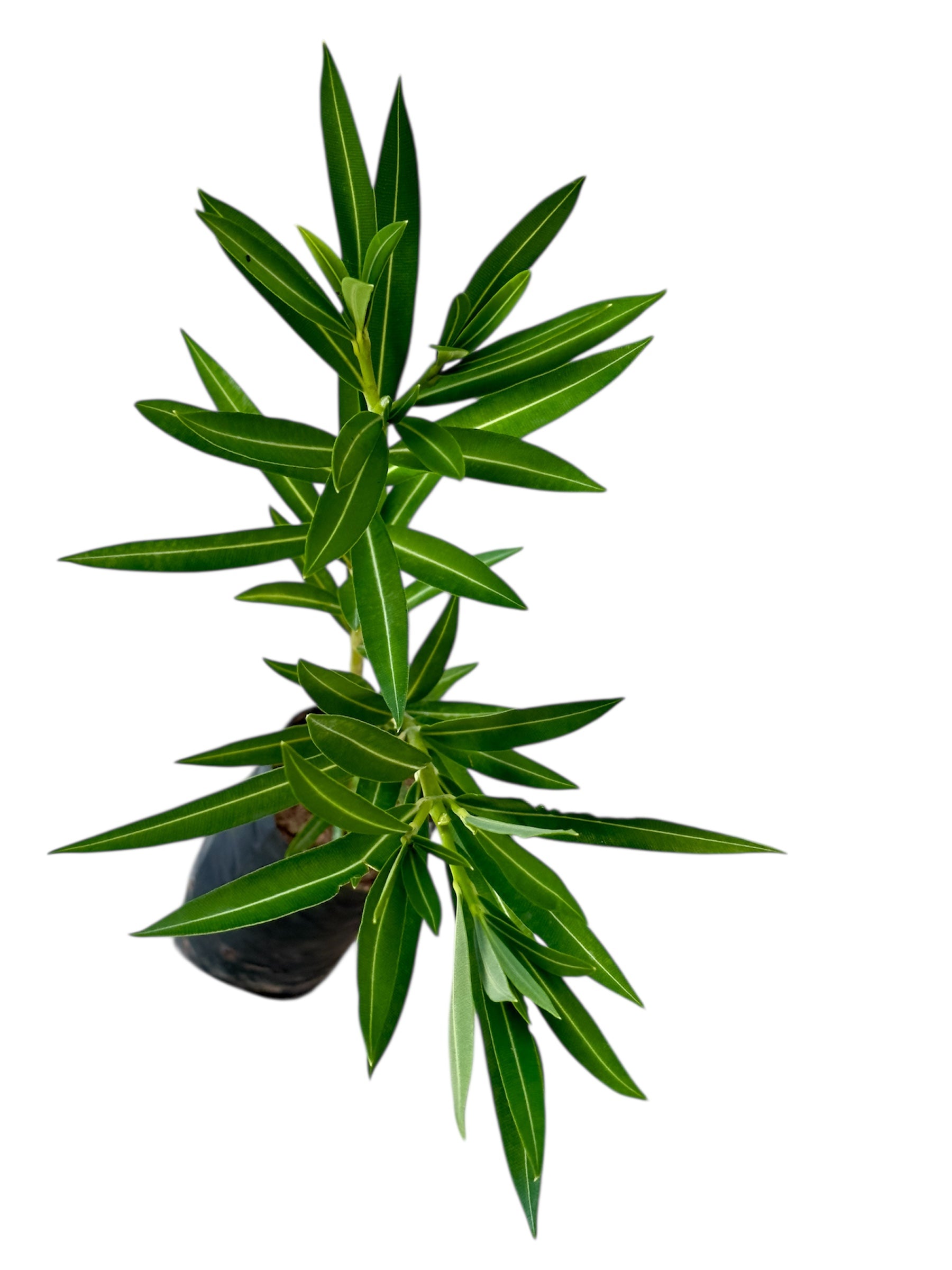 Πικροδάφνη (τυχαίο χρώμα) σακουλάκι