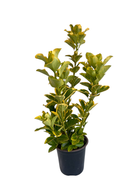 Ευώνυμο Φ14εκ.