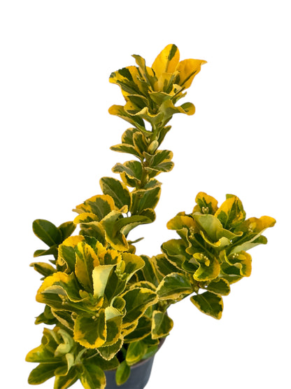 Ευώνυμο Φ14εκ.