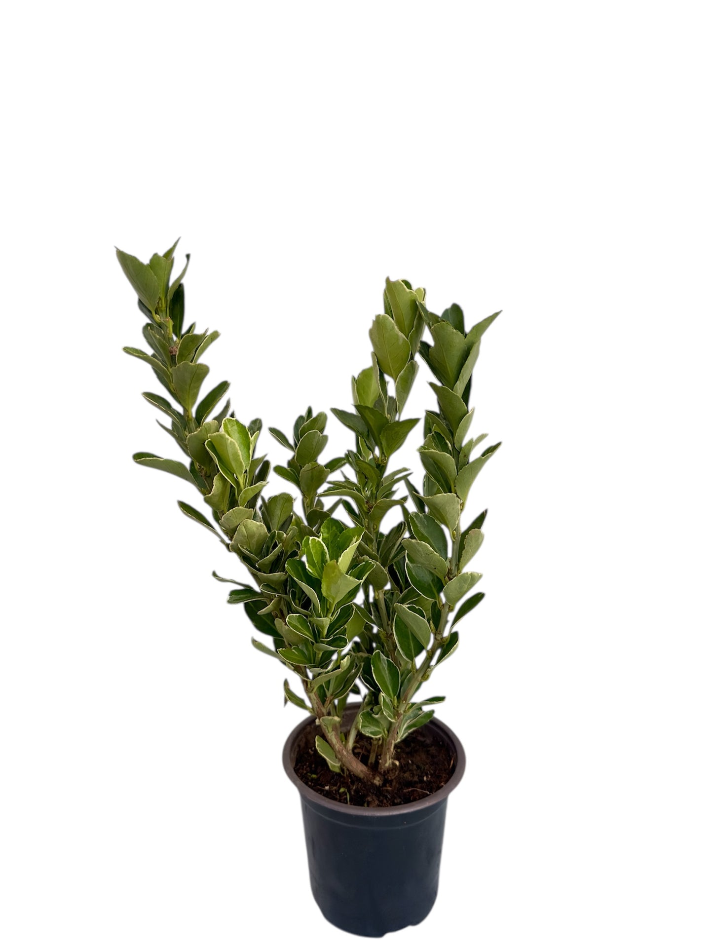 Ευώνυμο Φ14εκ.