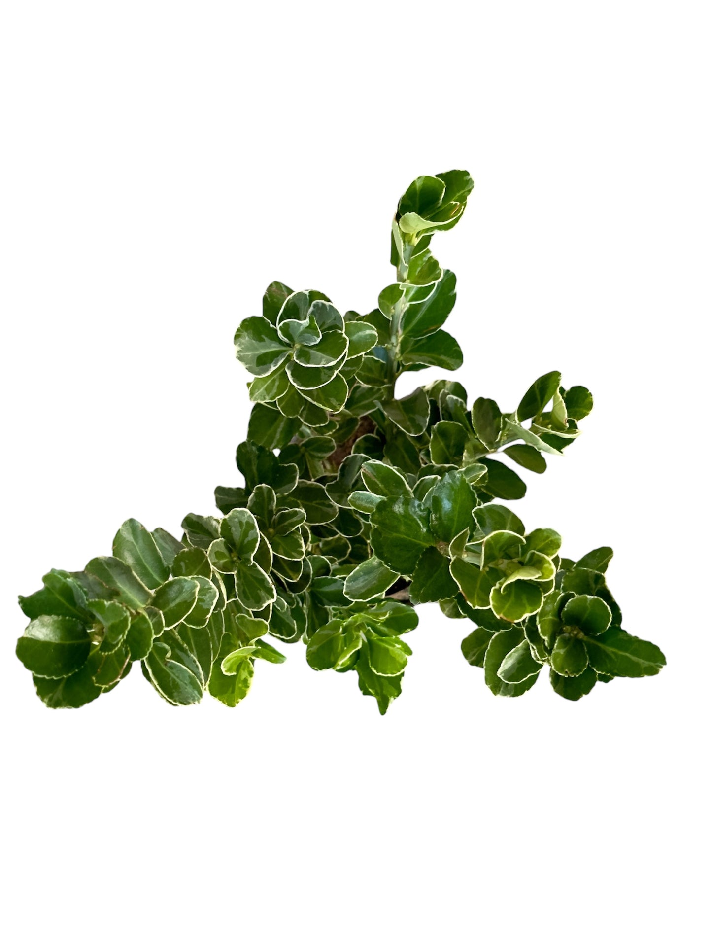 Ευώνυμο Φ14εκ.