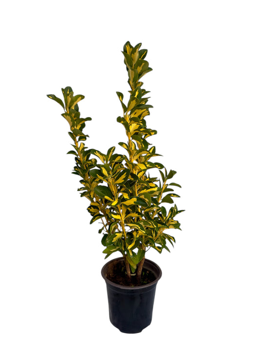 Ευώνυμο Φ14εκ.