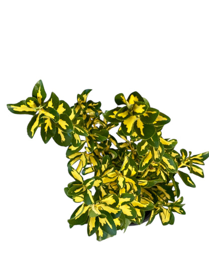 Ευώνυμο Φ14εκ.