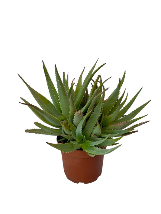 Παχύφυτο Aloe Φ19εκ.