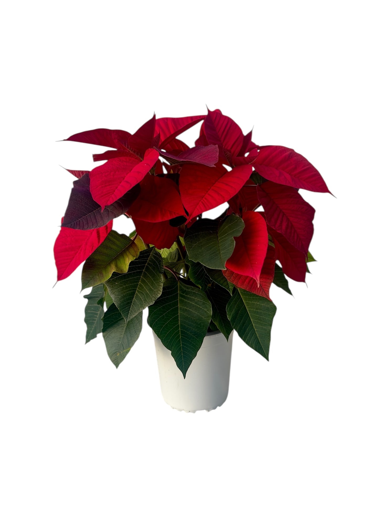 Αλεξανδρινό Φ13εκ.