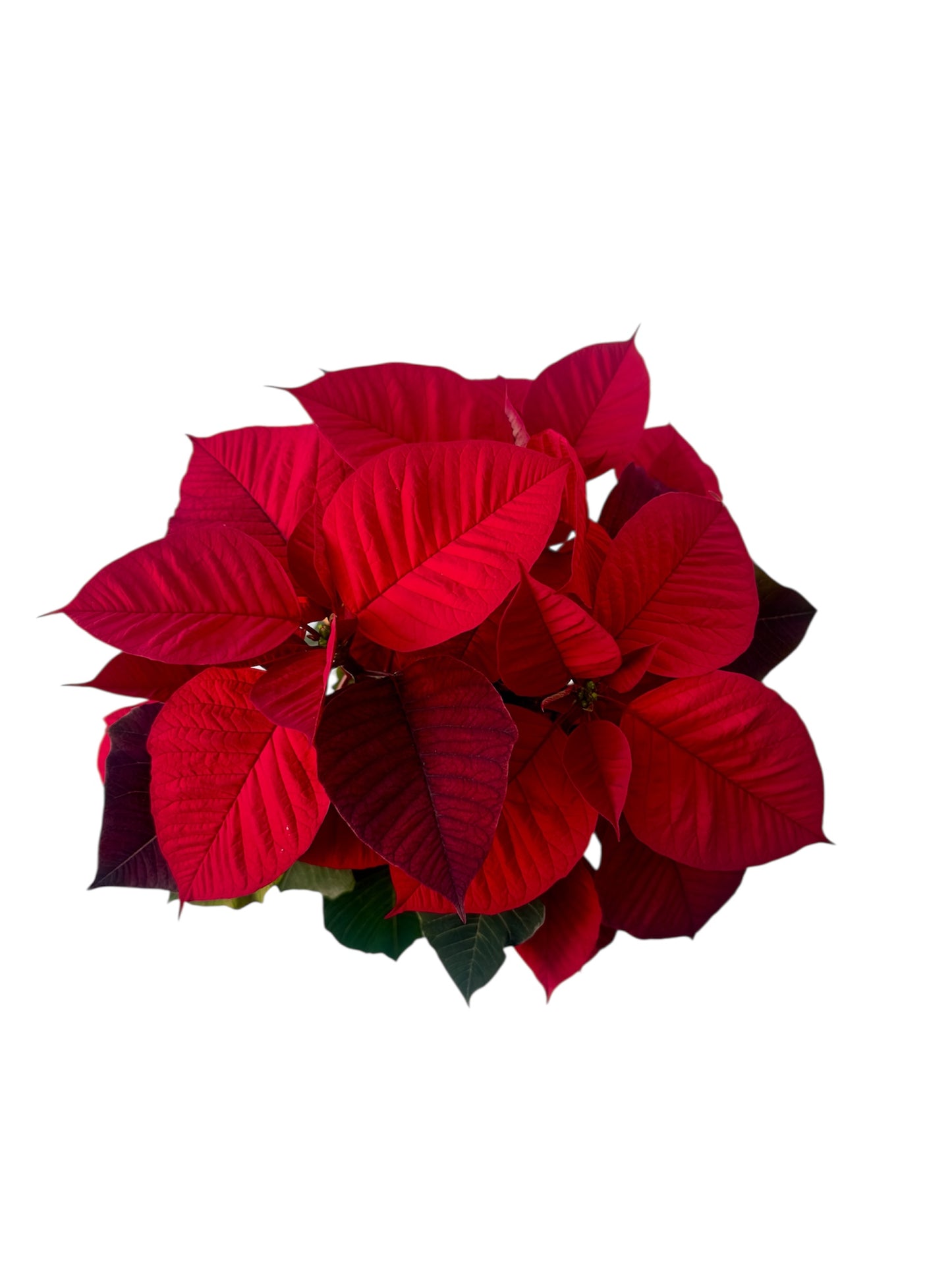 Αλεξανδρινό Φ13εκ.