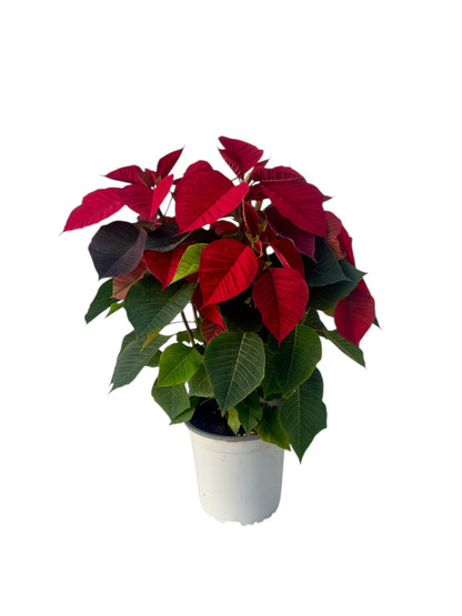 Αλεξανδρινό Φ15εκ.