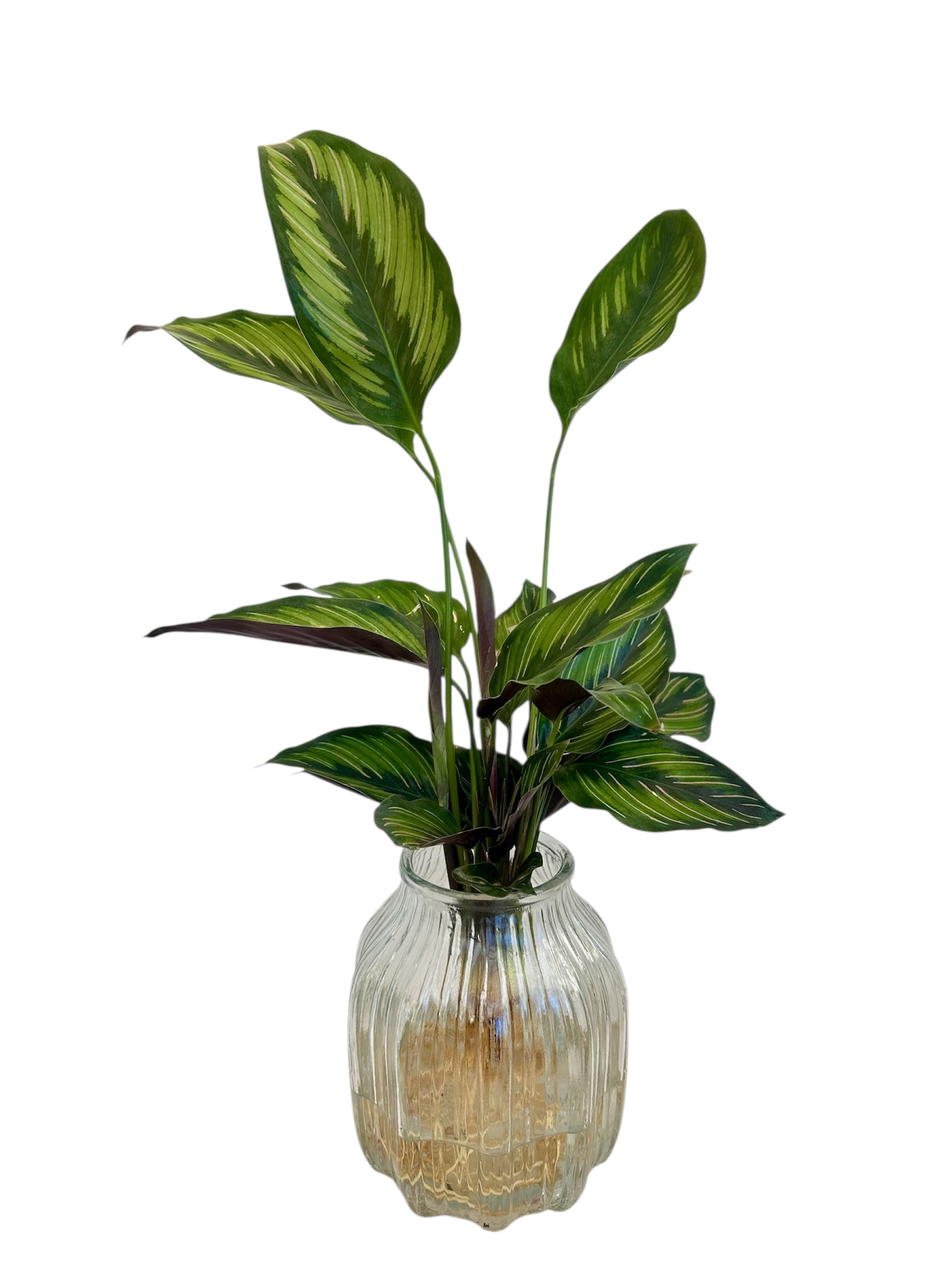 Καλαθέα σε βάζο