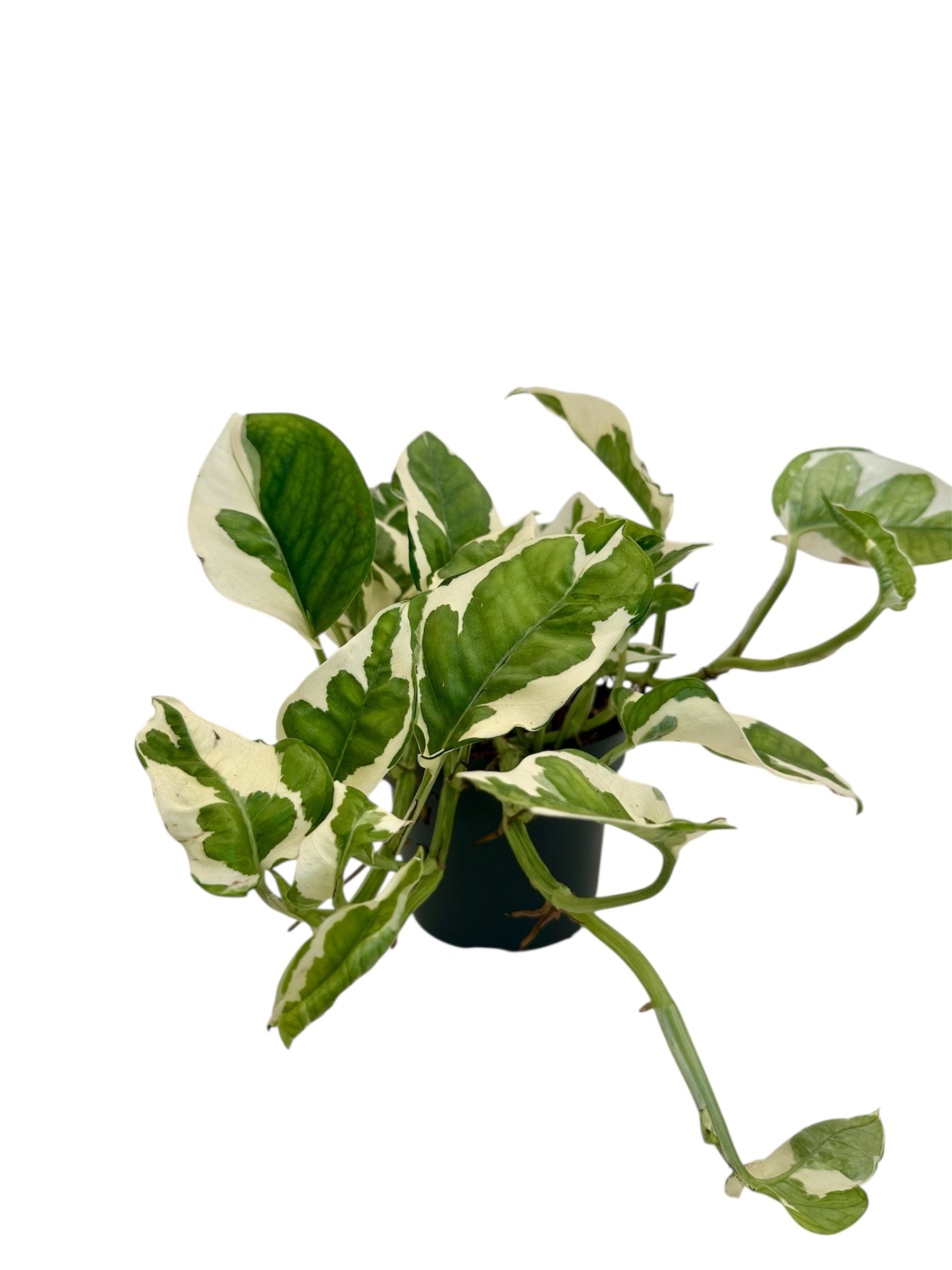 Πόθος – Epipremnum aureum “Njoy” Φ12εκ.