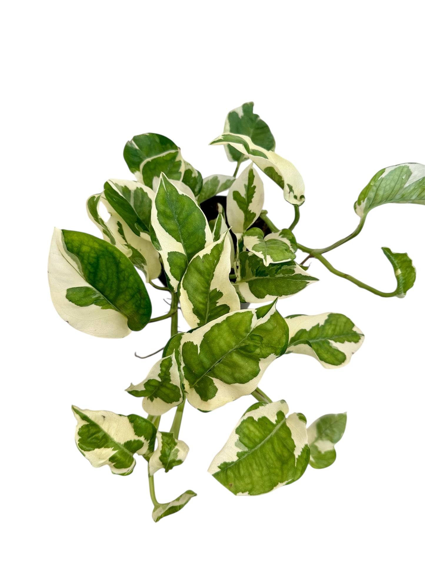 Πόθος – Epipremnum aureum “Njoy” Φ12εκ.