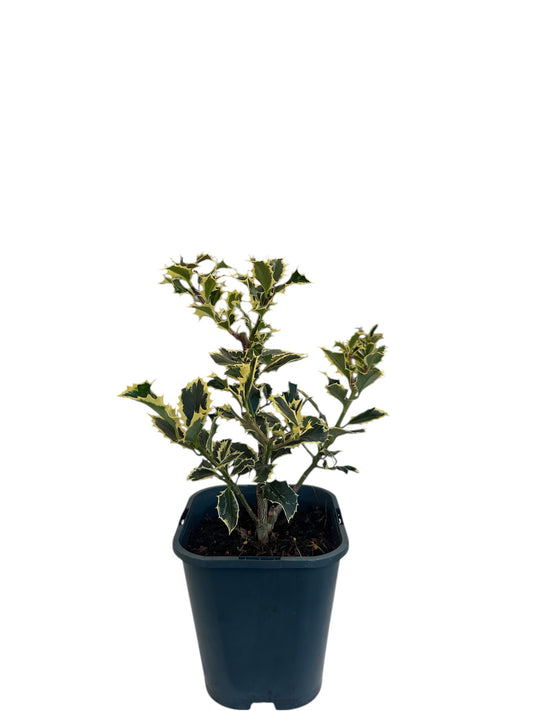 Ιλεξ argentea marginata Φ13εκ.