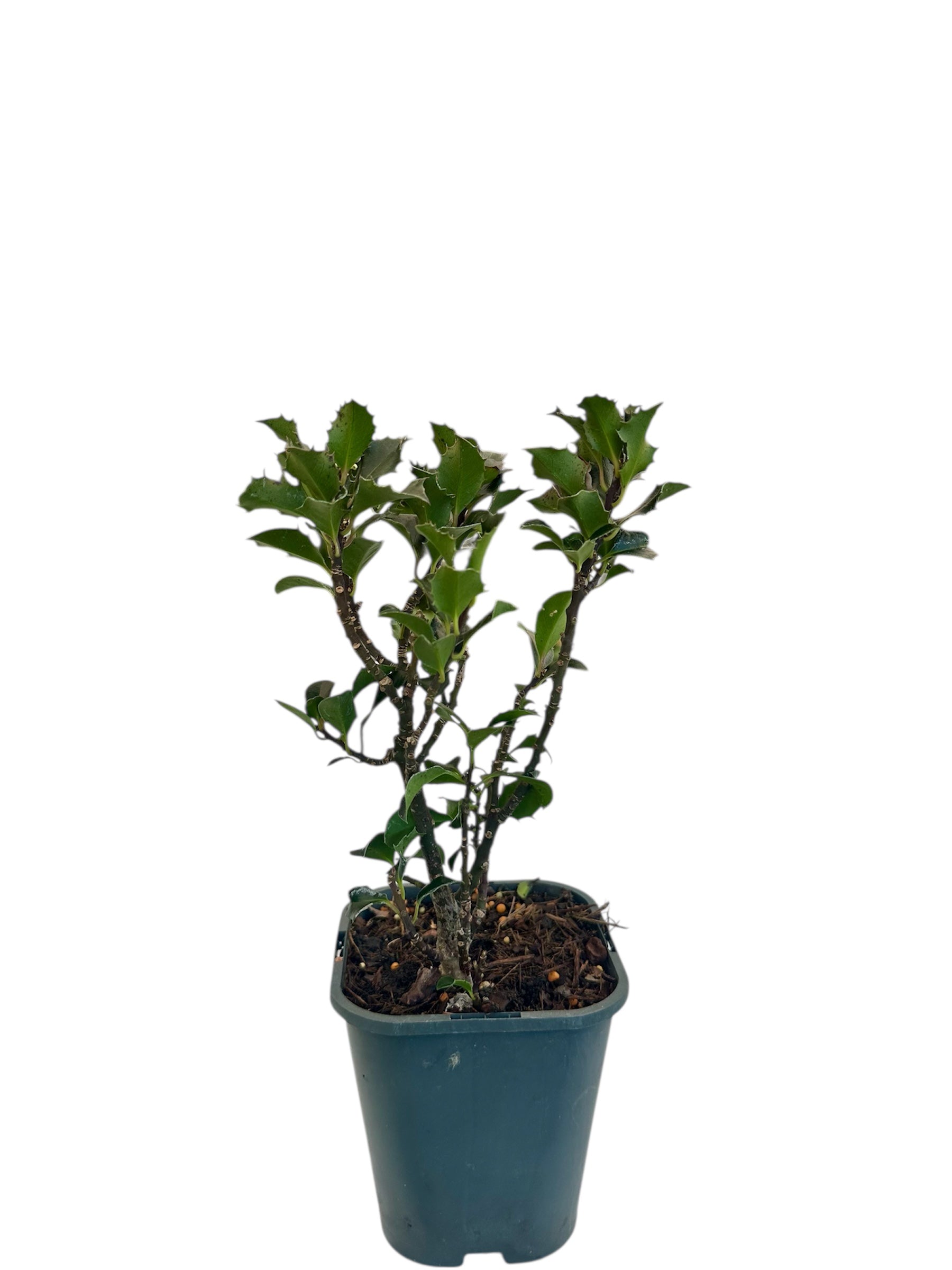 Ιλεξ blue angel Φ13εκ.